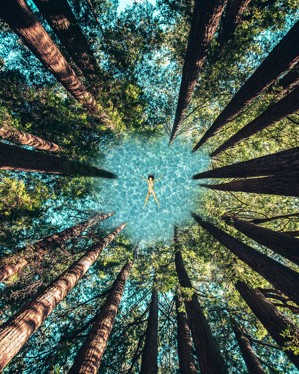 LIMITED EDITION Art Print: 'I'm in the trees'